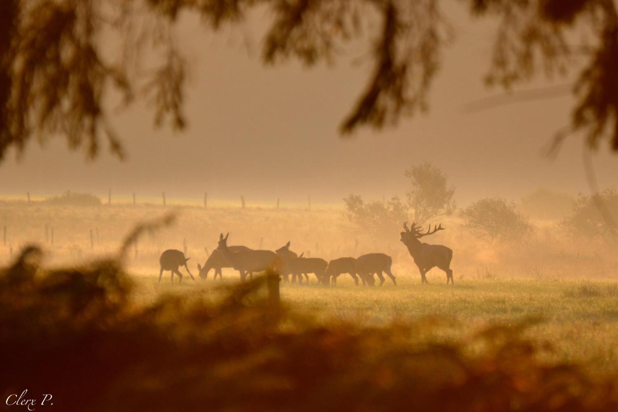 Villa Les 12 Bois Du Cerf Tailles Esterno foto