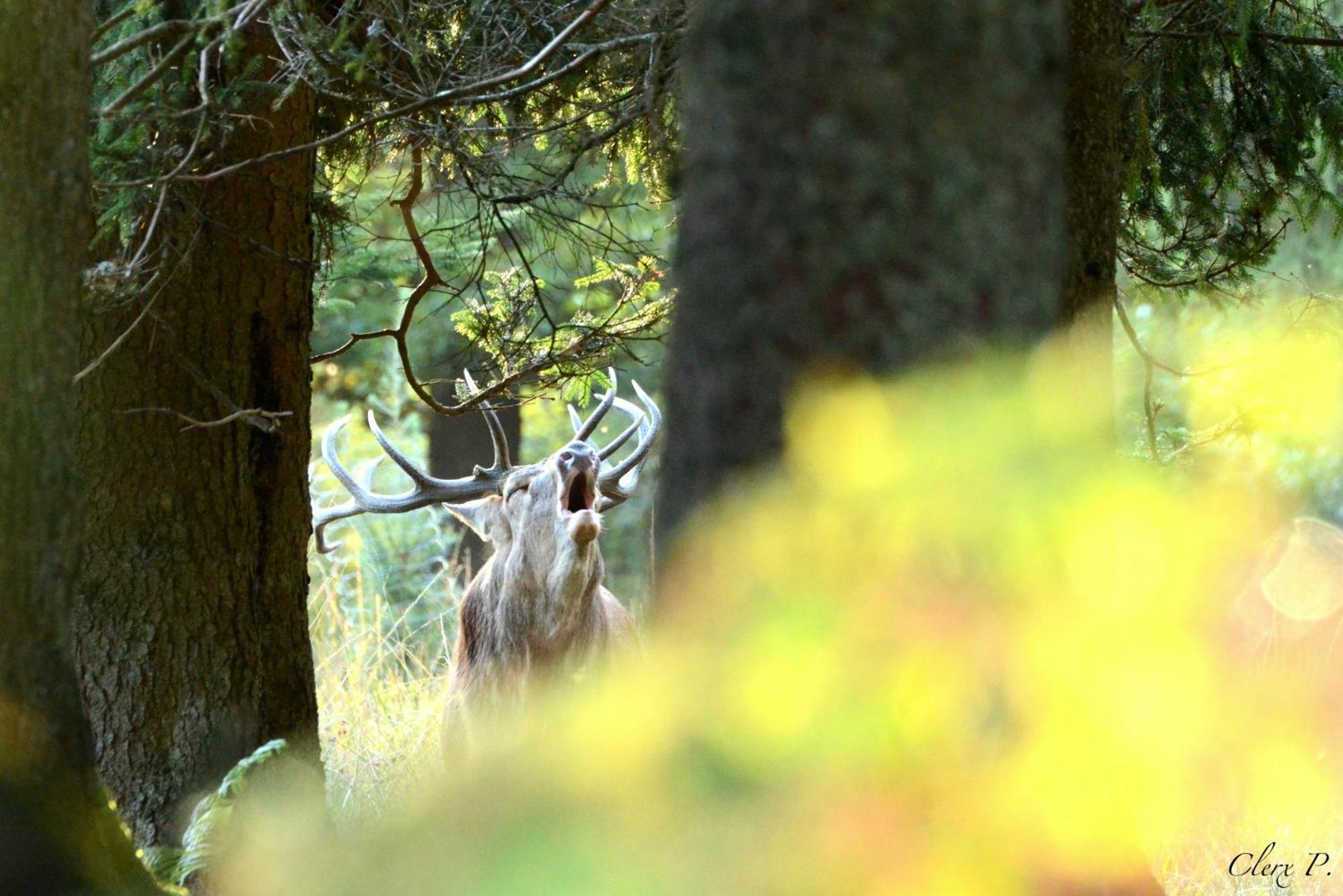 Villa Les 12 Bois Du Cerf Tailles Esterno foto