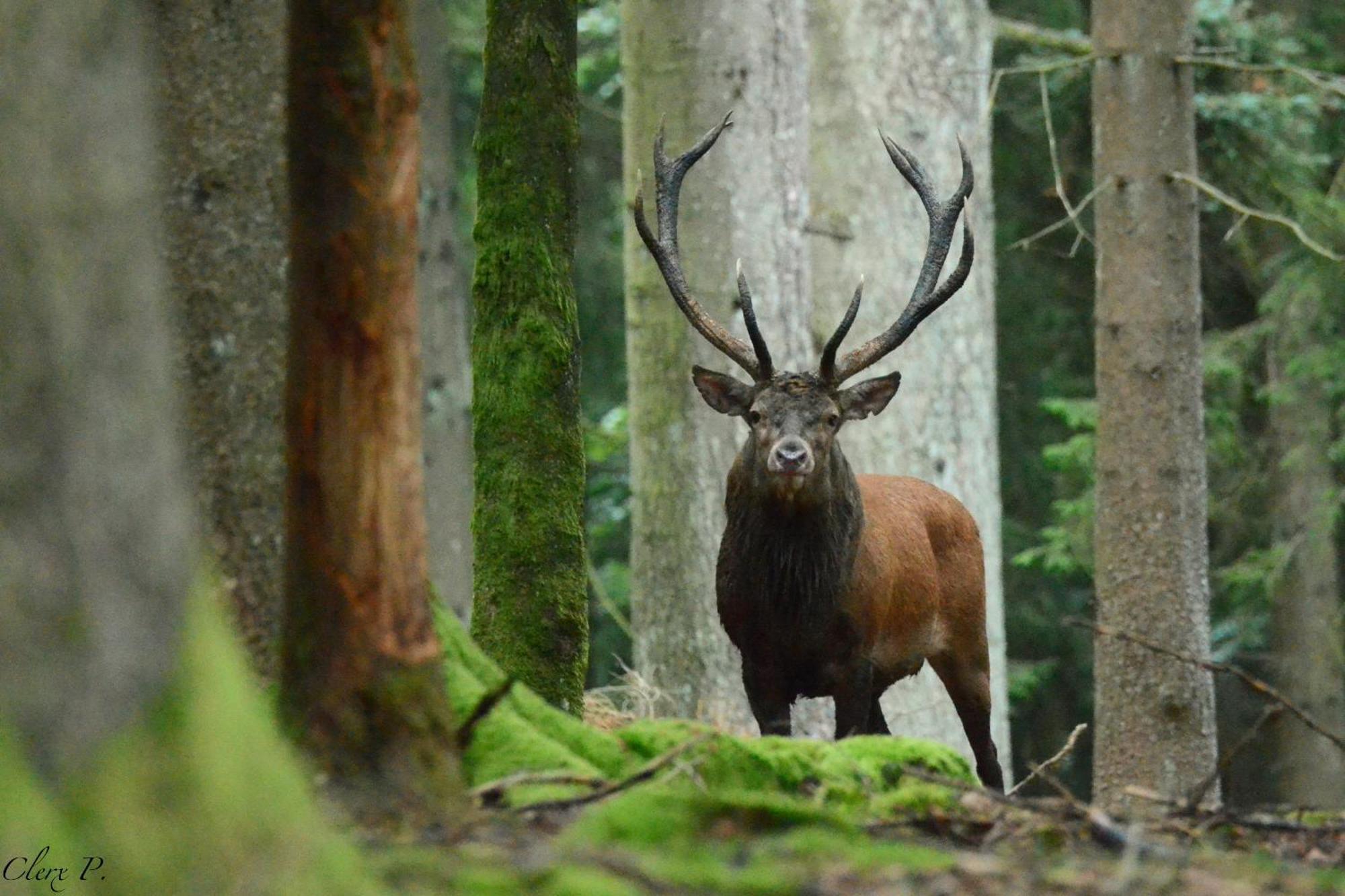 Villa Les 12 Bois Du Cerf Tailles Esterno foto